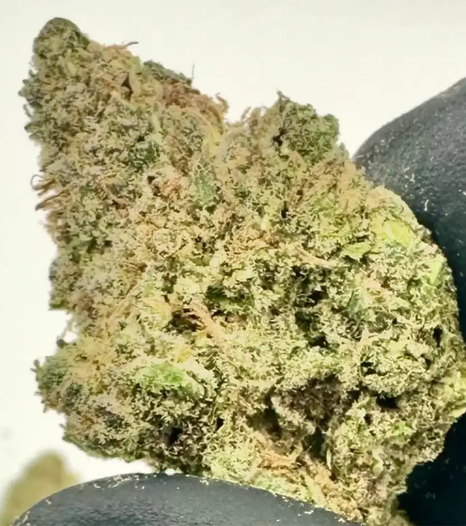 Blue Dream THCa