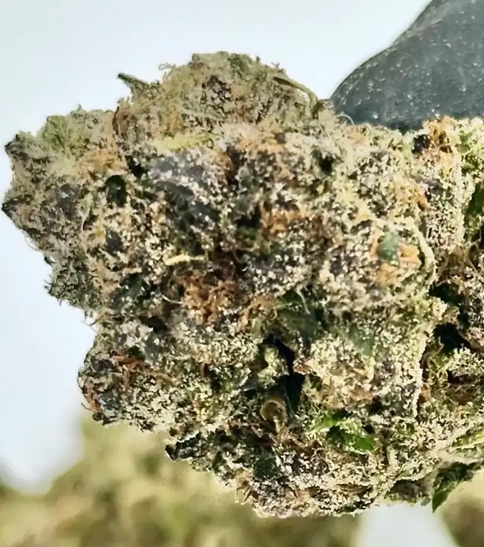 Blue Dream THCa